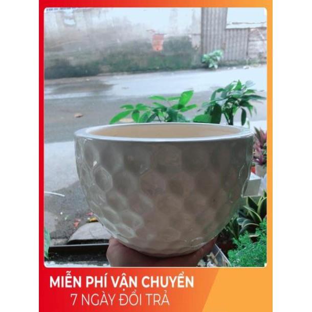 Chậu Trồng Cây