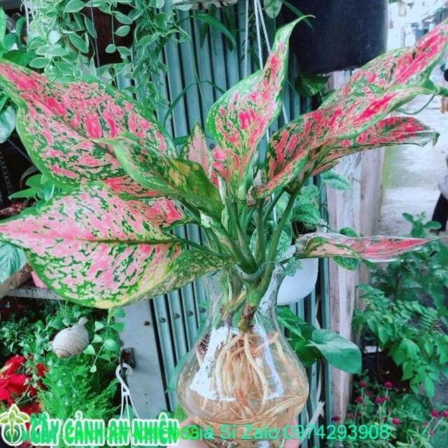 Chậu Cây Vạn Lộc Thuỷ Sinh