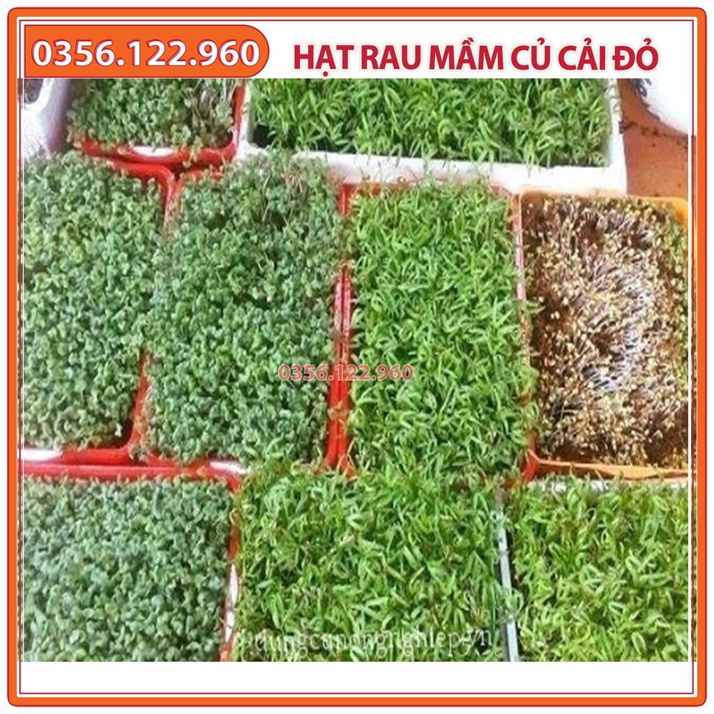 Hạt rau mầm rau củ cải đỏ - gói 50g - hạt tuyển chọn chất lượng cao