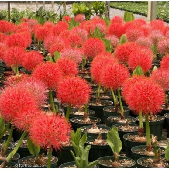 Combo 5 củ giống hoa hồng tú cầu
