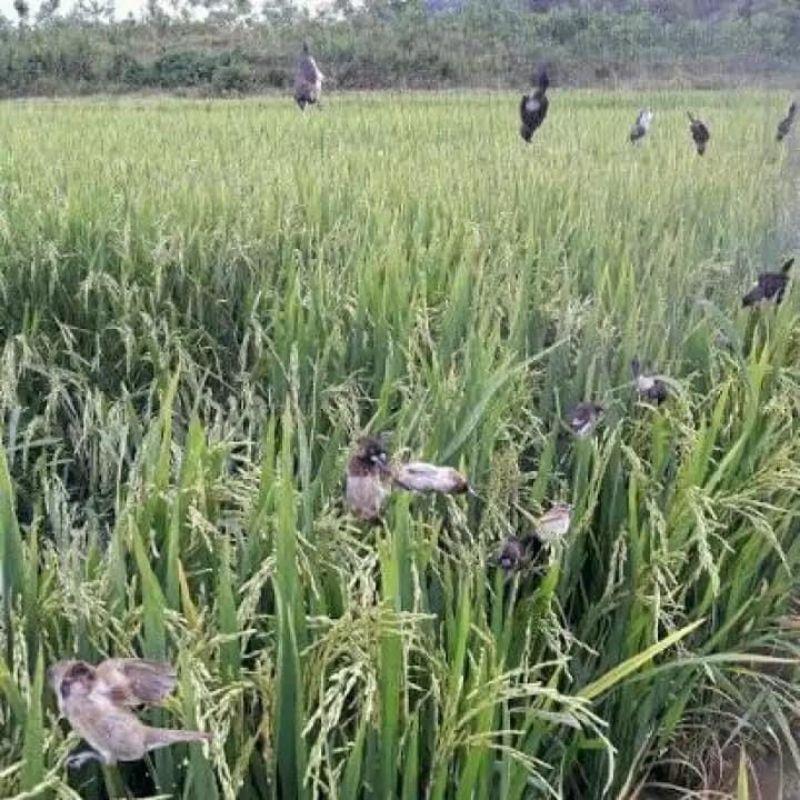 Lưới cao 9m dài 40mét đánh cúm núm gà đồng từ hú quốc cò chằng nghịch