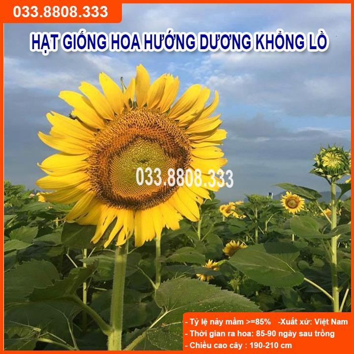 Hạt Giống Hoa Hướng Dương Khổng Lồ -Dễ Trồng Dễ Chăm Sóc