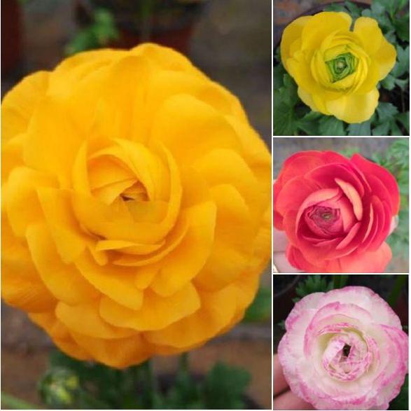 Hạt giống hoa Hồng Ri Ba Tư mix - Gói 5 hạt - Tặng gói kích thích hạt nảy mầm