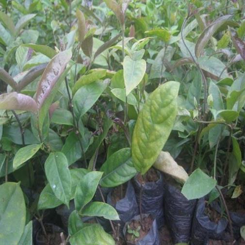 COMBO 2 CÂY GIỐNG BA KÍCH TÍM XỊN