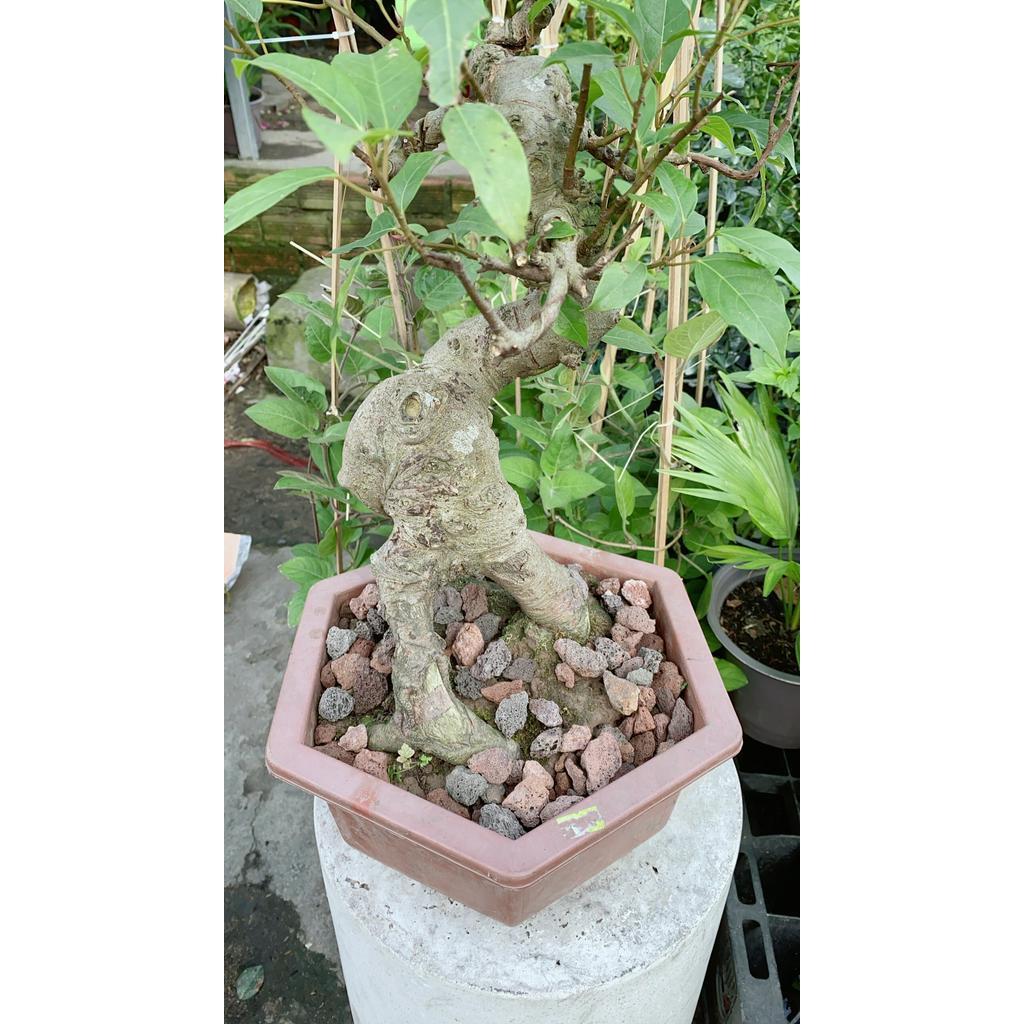 Chậu Sung Bonsai Size Lớn