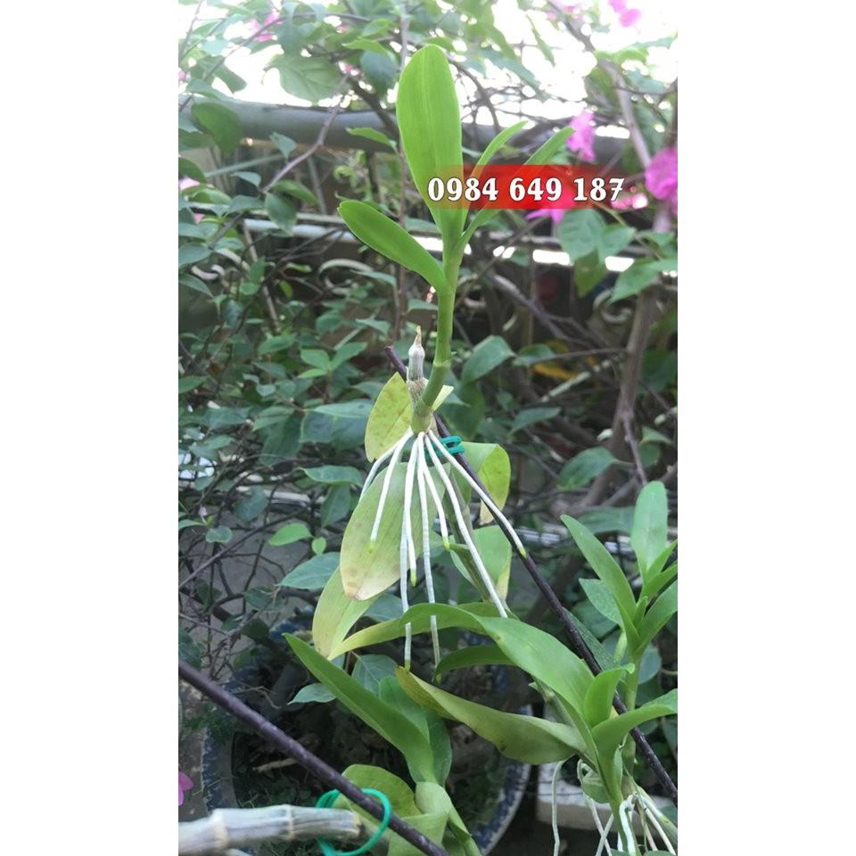 Kích rễ Chai không san chiết