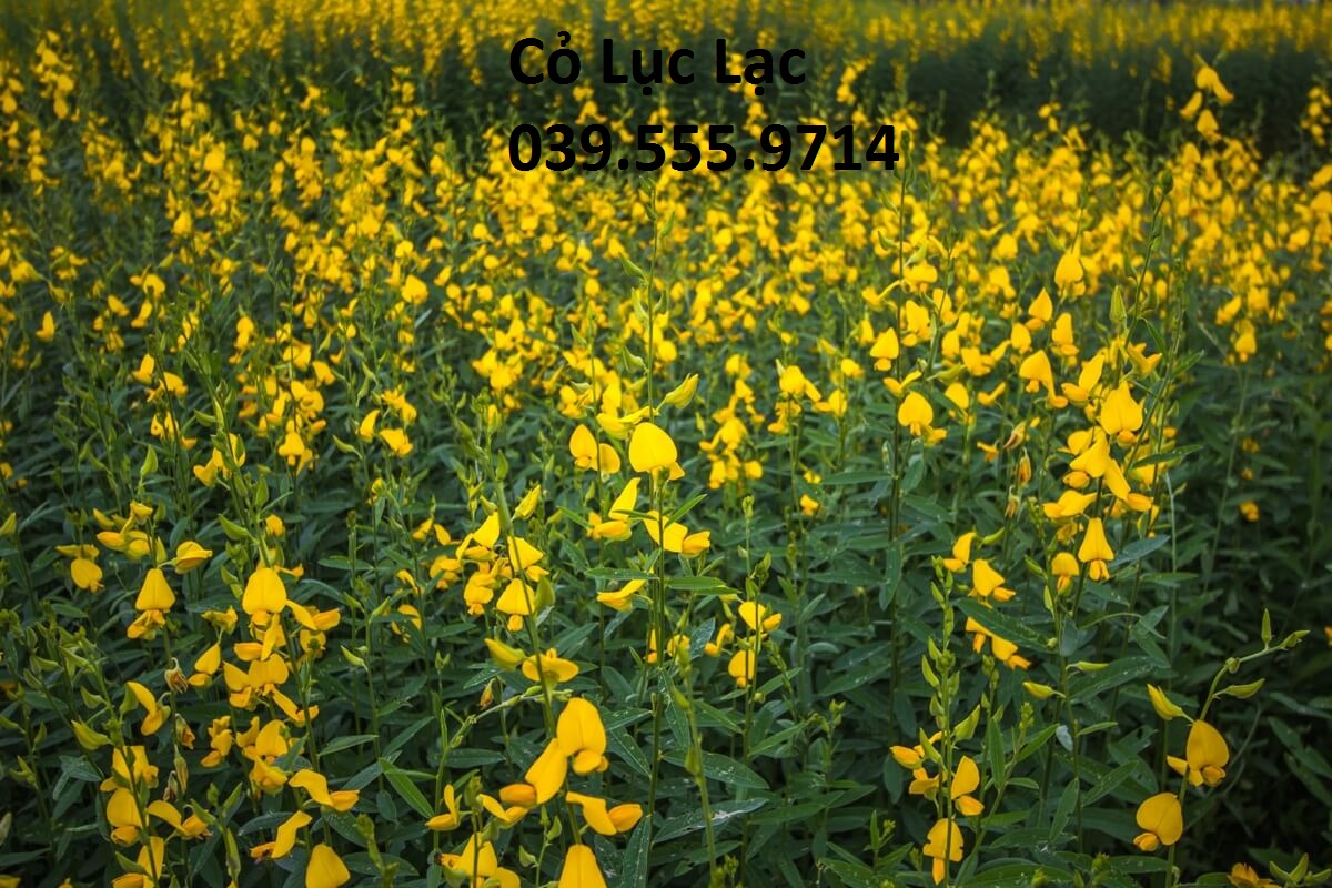 Hạt Giống Cỏ Lục Lạc Sợi - 100g - Hạt Giống Cỏ Chăn Nuôi