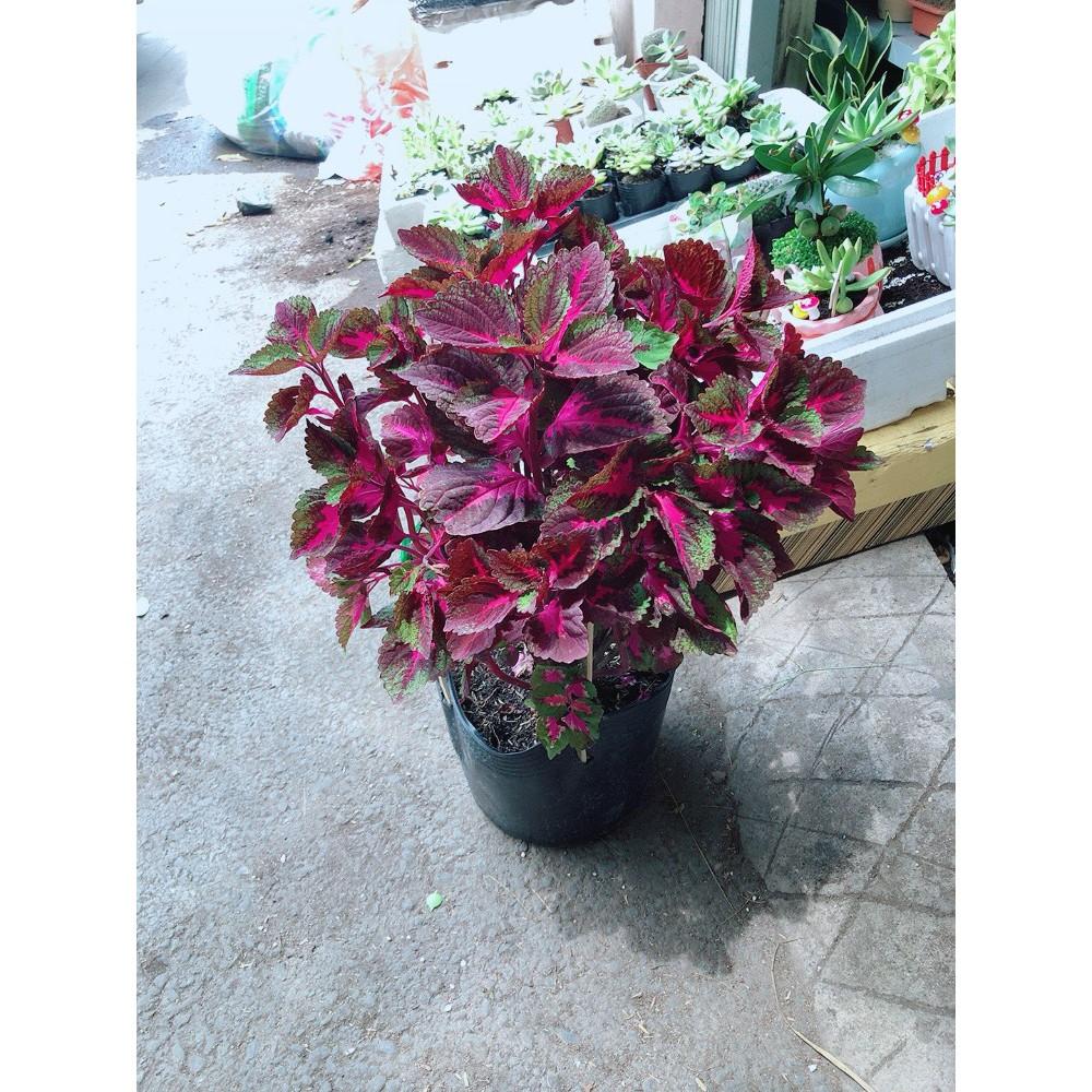 Chậu cây lá gấm đỏ