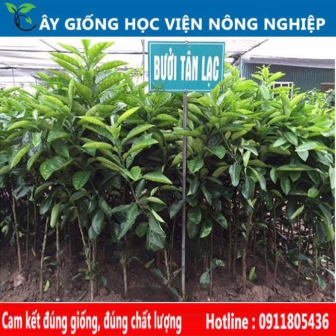 Sản phẩm Cây Ăn Trái bưởi tân lạc vỏ vàng ruột đỏ