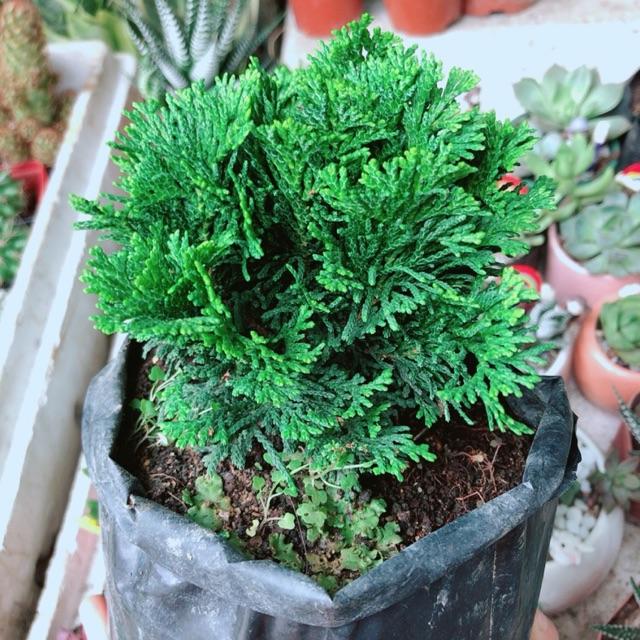 CHẬU CÂY TÙNG
