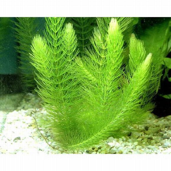 5 Nhánh Rong Đuôi Chồn Thủy Sinh - rong đuôi chồn thủy sinh - trang trí hòn non bộ Mộc Nhân Farm