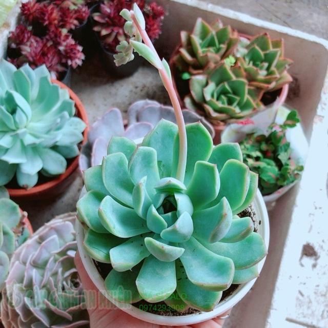 Chậu sen đá cánh cứng