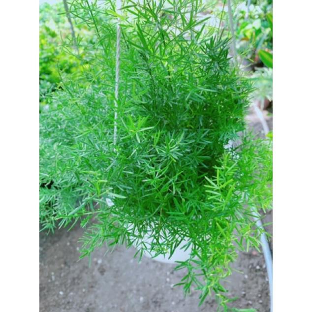 Cây thiên môn đông chậu treo to đẹp