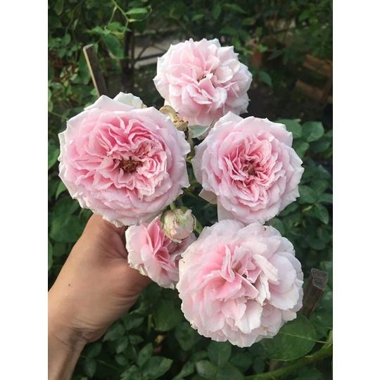 Hoa hồng Cổ Đào- bầu to cây lớn trưởng thành