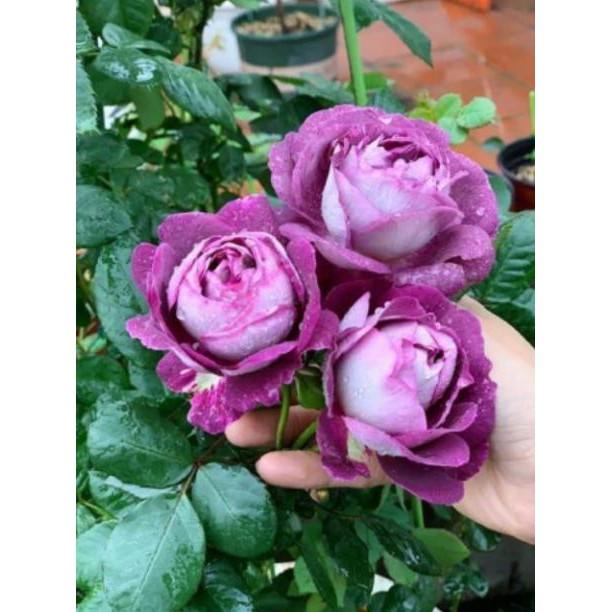 Sản phẩm Gốc Hồng Ngoại
