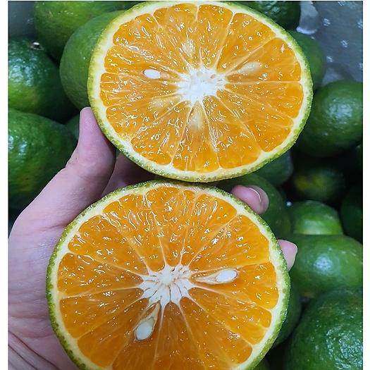 Cây giống cam sành