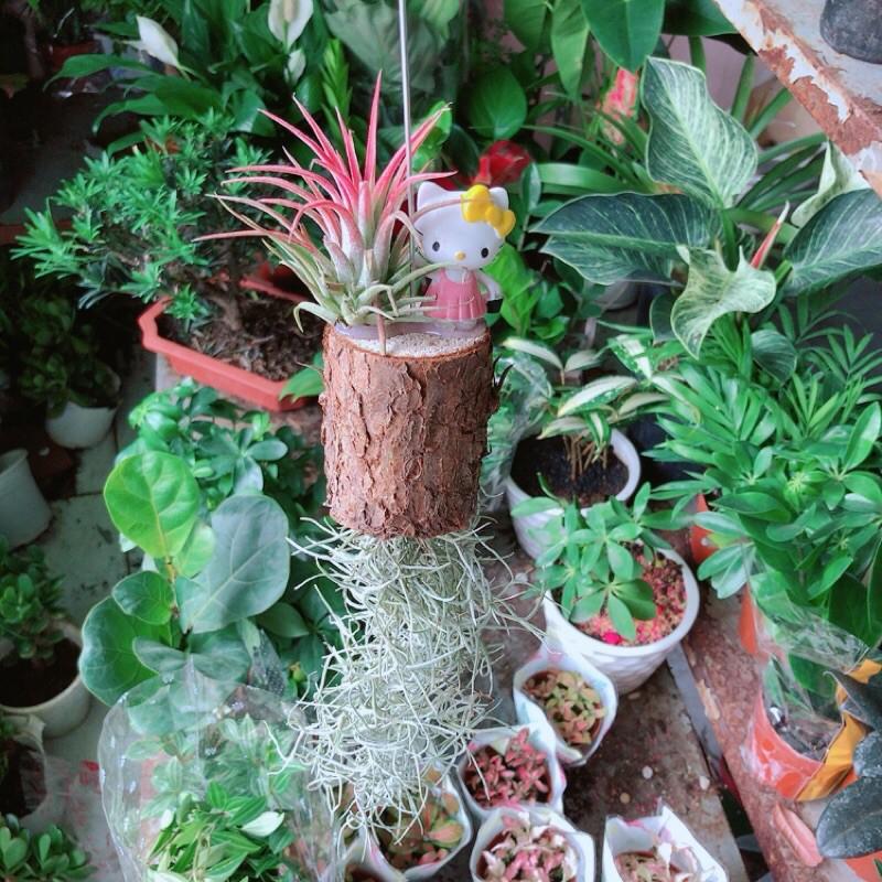 Cây Không Khí Hàng Độc Lạ