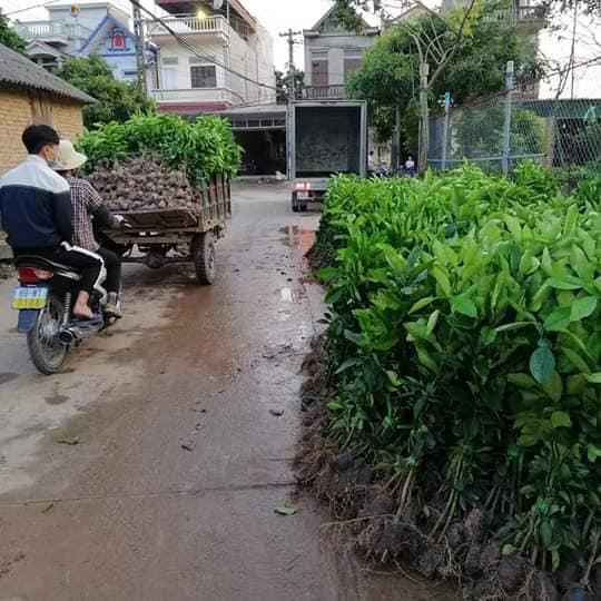 Cây Cam Máu Suigeine (ghép siêu sớm)