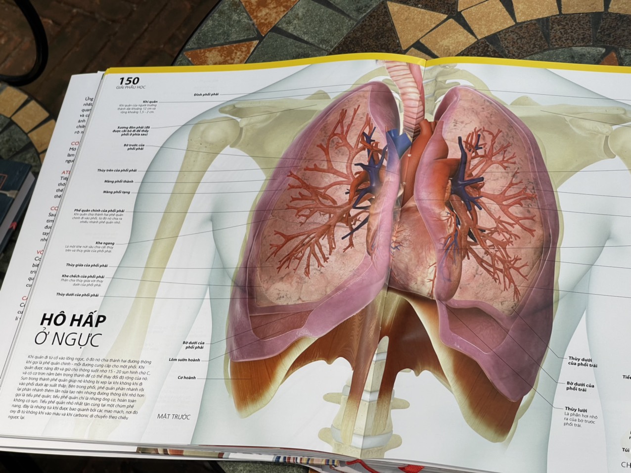 ATLAS GIẢI PHẪU CƠ THỂ NGƯỜI – Alice Roberts – Đông A