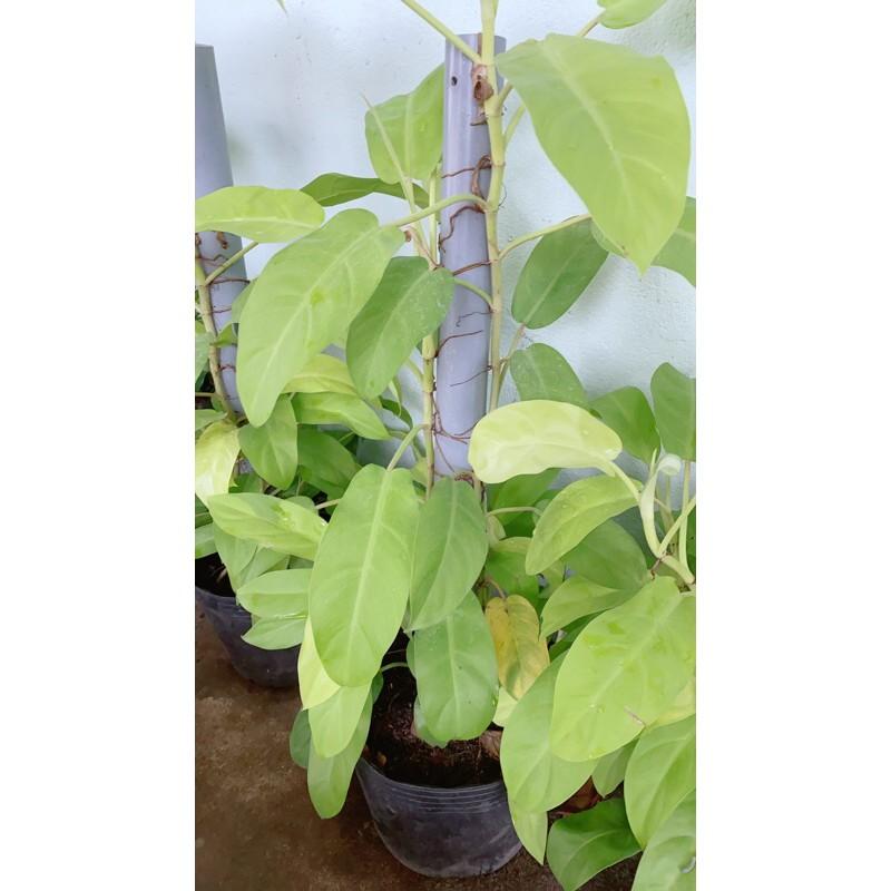 Trầu Bà Trụ Vàng