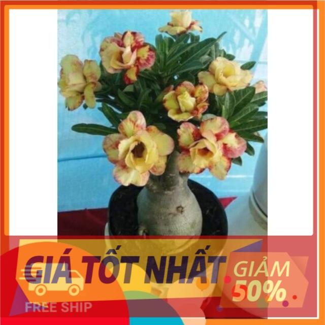 Sứ thái giống mới loại siêu hoa