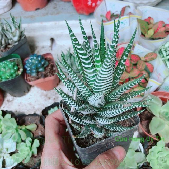 Chậu Móng Rồng