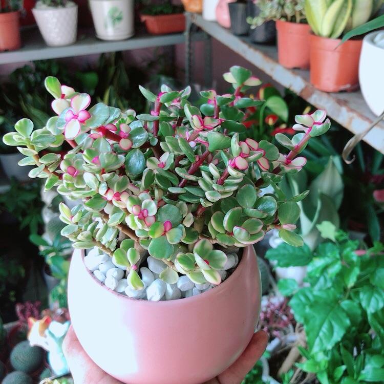 Chậu Cây Cành Vàng Lá Ngọc