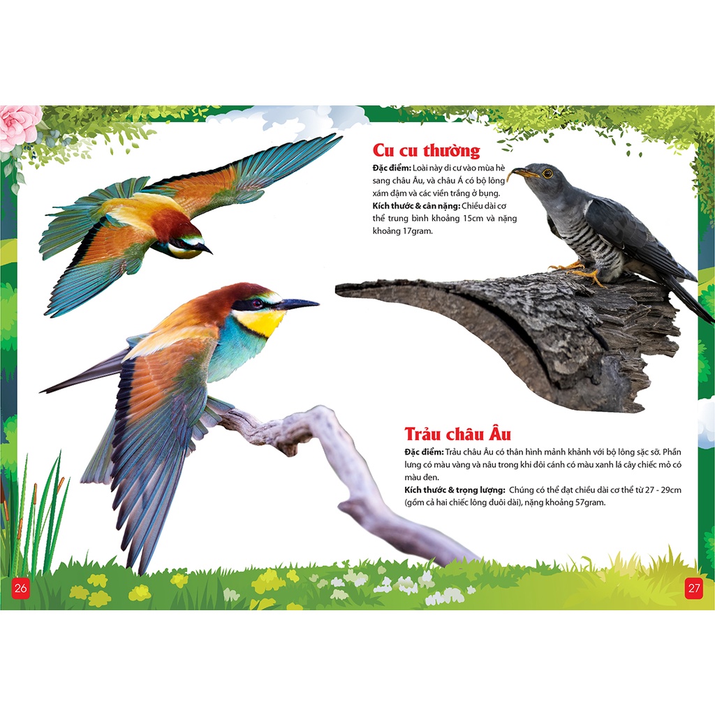 Khám Phá Động Vật 5 Châu Châu Âu -