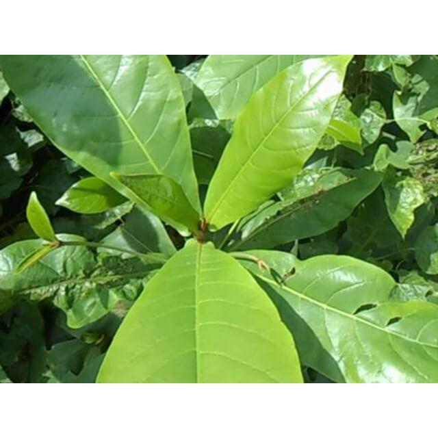 1kg Lá bàng Non tươi sạch