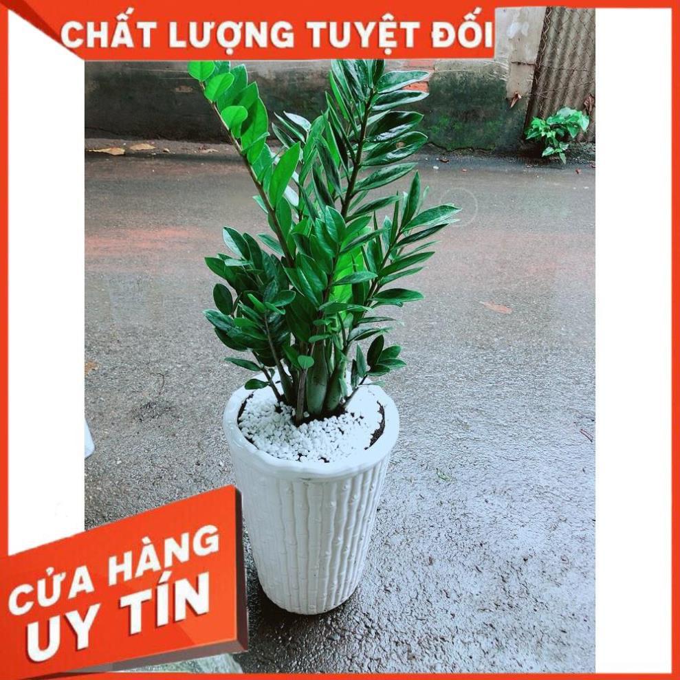 Chậu Kim Tiền Size Đại