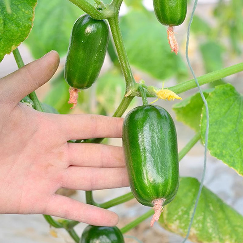 Hạt giống Dưa leo Tiên Đồng trái sai ăn non giòn ngọt