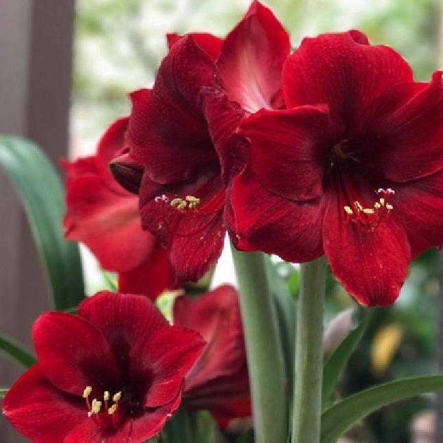 1 Củ  hoa huệ tây hoa đỏ nhung