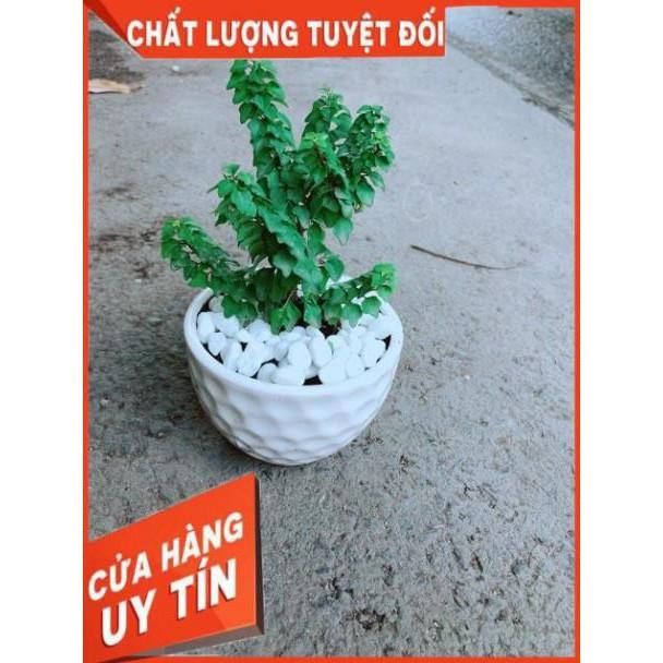 Chậu Cây Vân Sam