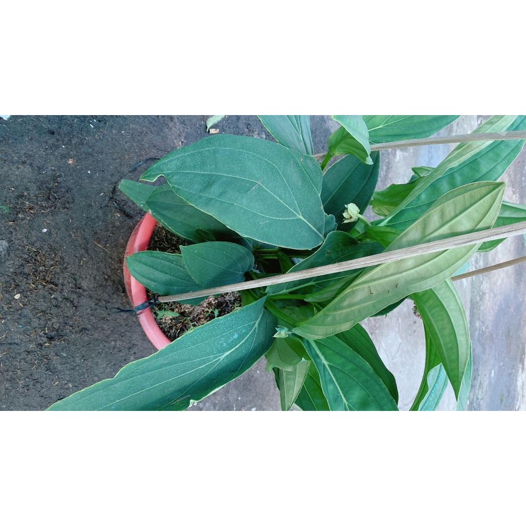 Cây Hòn Ngọc Viễn Đông
