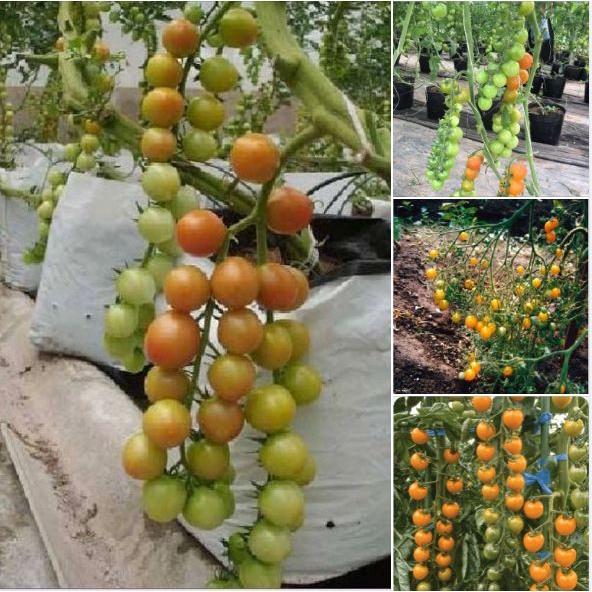 Hạt giống cà chua bi chùm quả vàng dể trồng f1-gói 20 hạt-tặng kèm gói phân bón lót