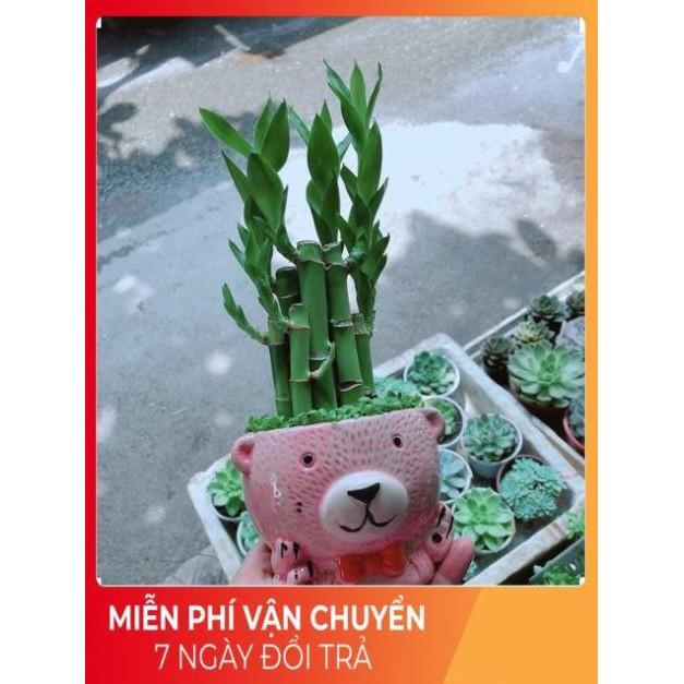 Chậu Trúc Phát Tài Gấu Hồng