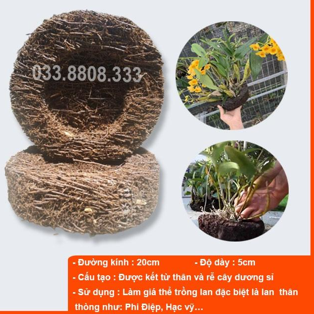5 Dớn Đĩa Ghép Lan - đường kính khoảng 20cm, dày 5cm