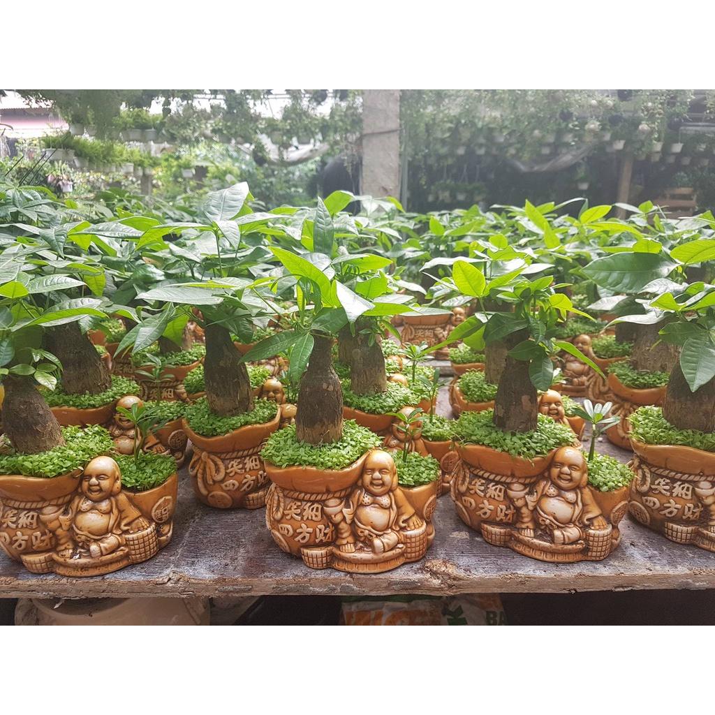 Cây Kim Ngân Thủy Sinh
