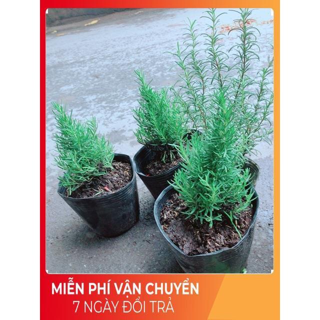 Cây Hương Thảo
