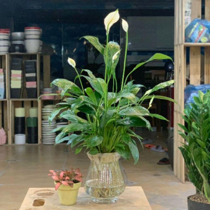 Chậu Lan Ý Thủy Sinh