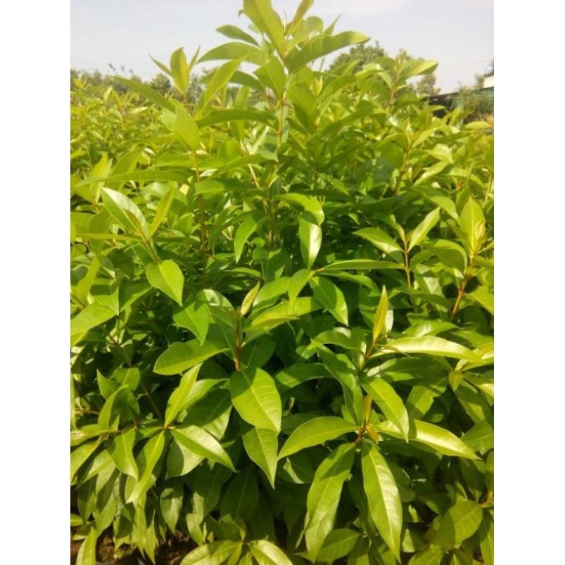 Cây giống vối nếp