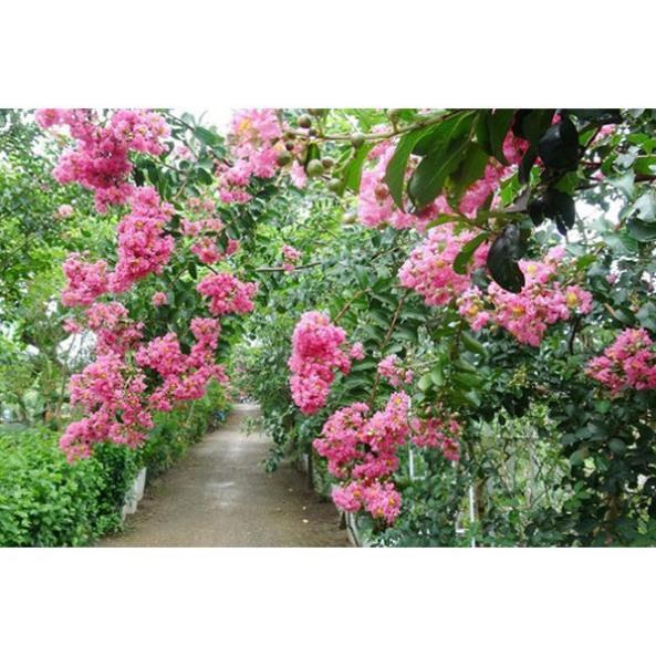 Chậu tường vi lớn, cây giống đẹp