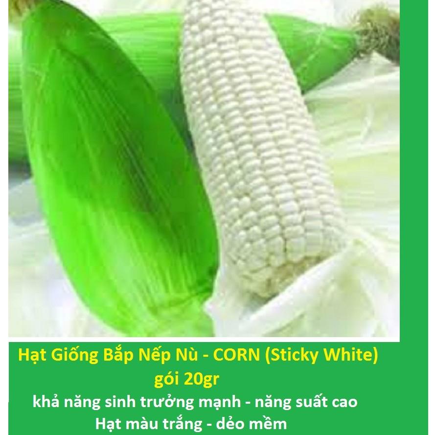Hạt Giống Bắp Nếp Trắng, Nếp Nù - CORN gói 100gr