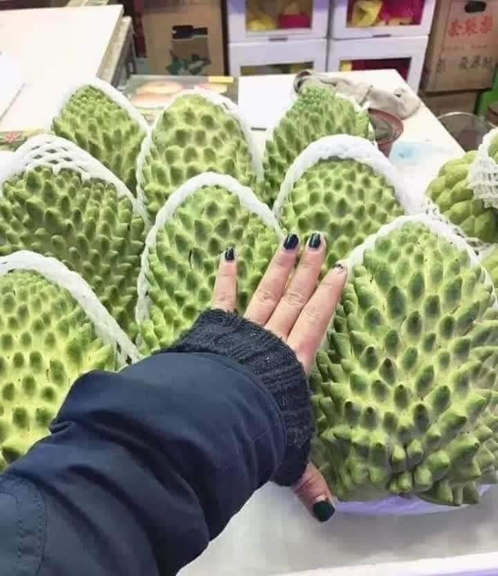 CÂY GIỐNG NA NAM MỸ SIÊU SỚM