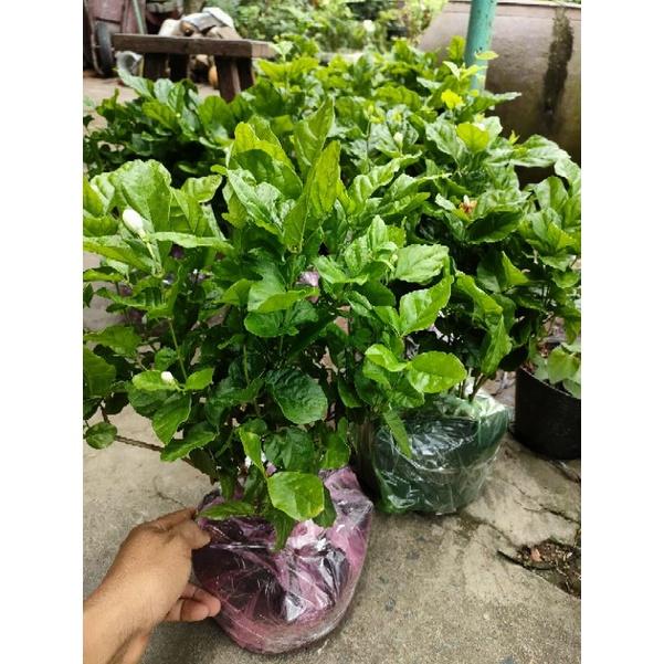 Chậu hoa lài tiểu thư