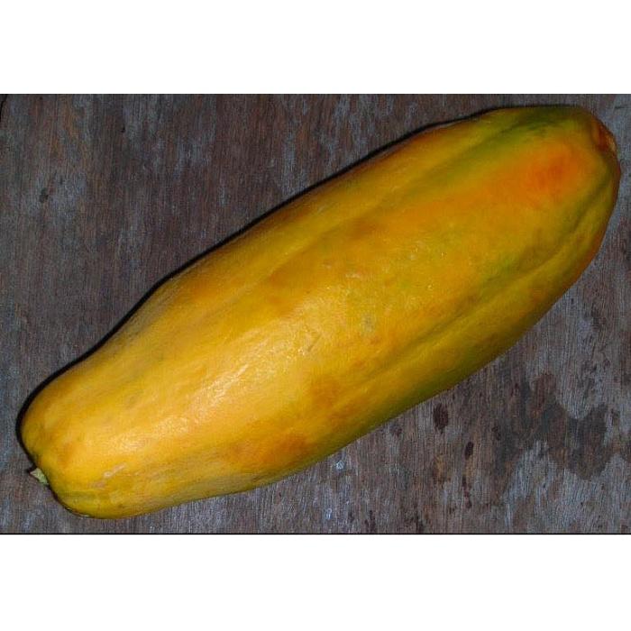 Hạt Giống Đu Đủ Siêu Dài Phuket Thái CT332- Gói 5 gram