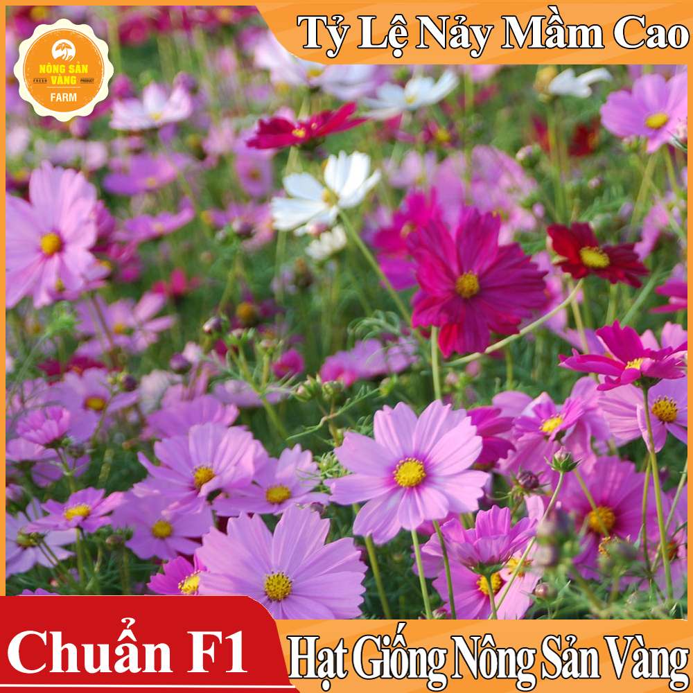Hạt giống Hoa Cánh Bướm Nhiều Màu