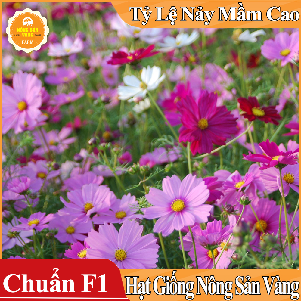 Hạt giống Hoa Cánh Bướm Nhiều Màu ( Gói 100 hạt ) - Nông Sản Vàng