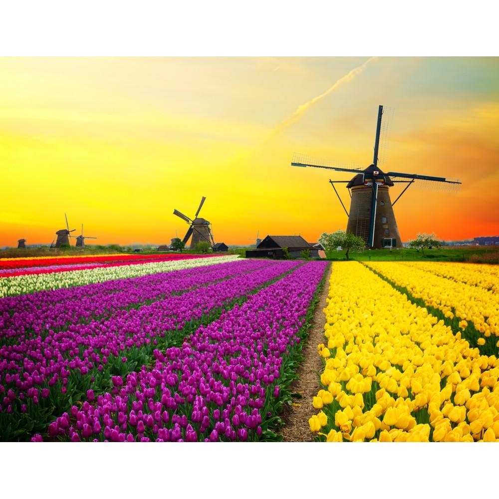 Tranh dán tường Hoàng hôn bên vườn hoa tulip sắc màu, tranh dán tường 3d hiện đại
