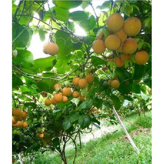 Hạt giống chanh leo ngọt Colombia CT331 - Gói 5 hạt